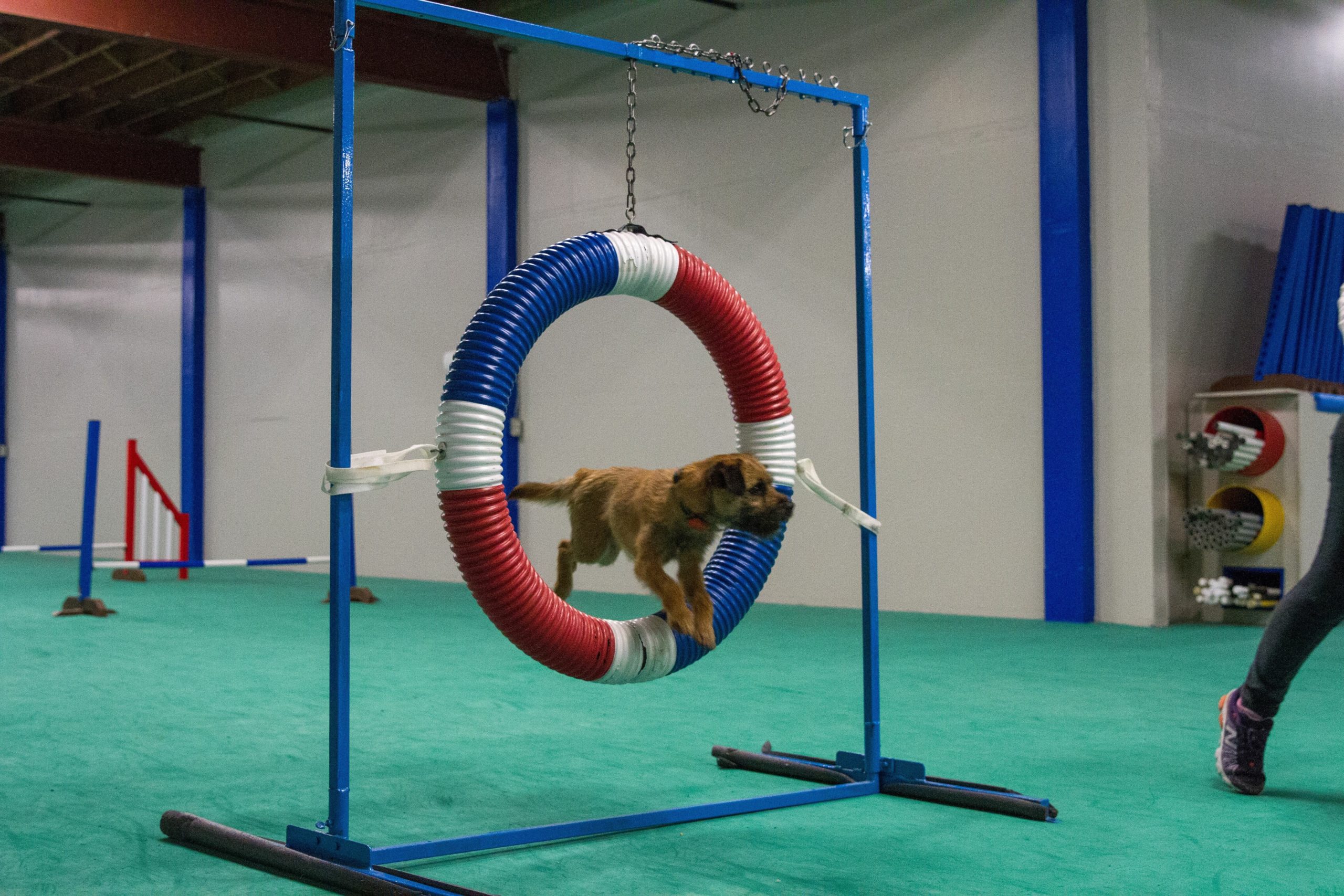 dog agility loop jump