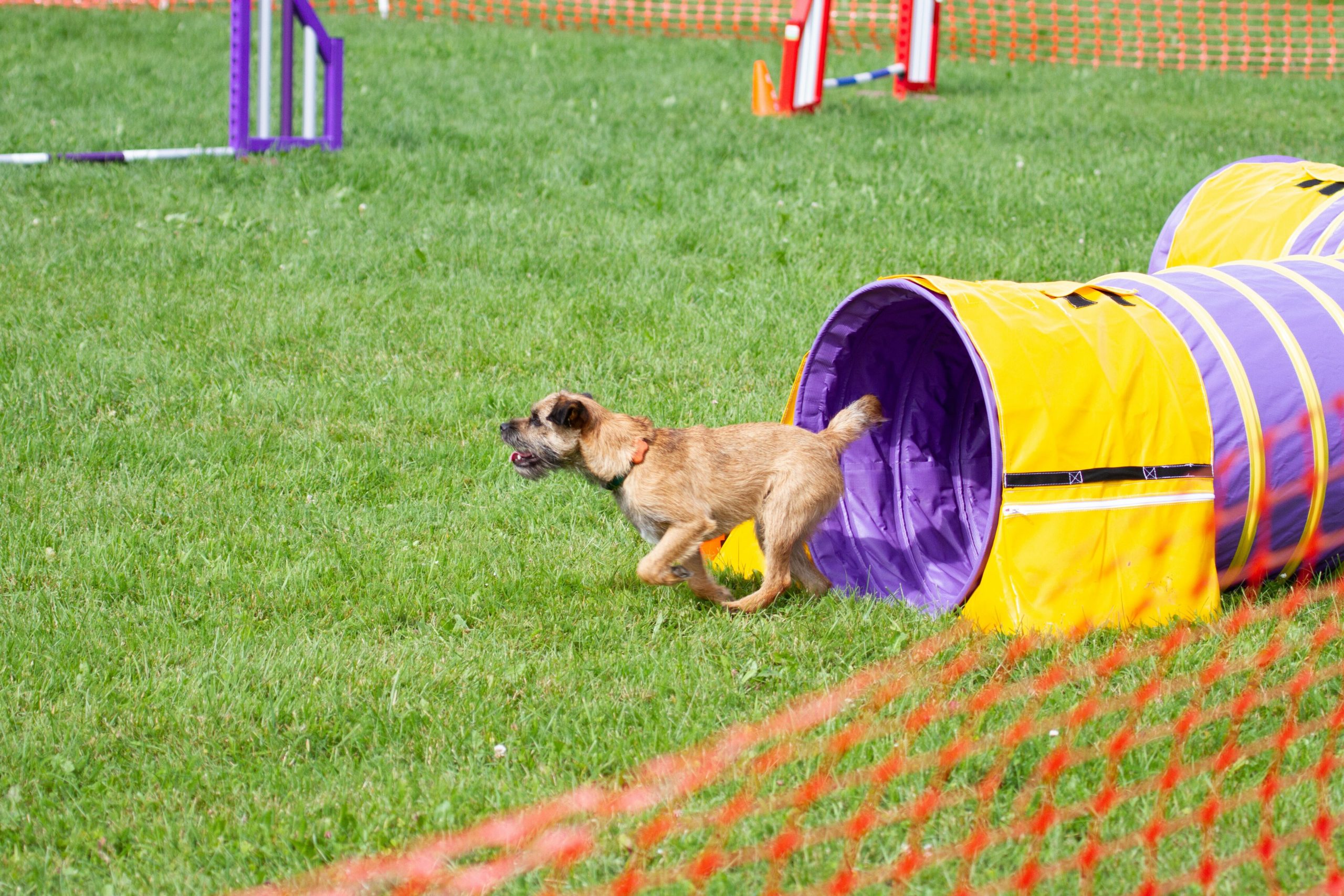dog agility tunnel run