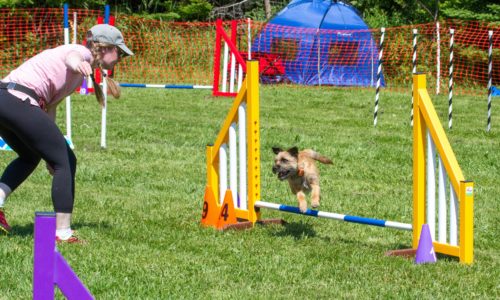 dog agility course