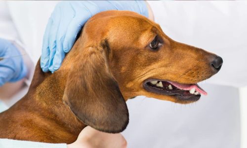 dog_vaccinations