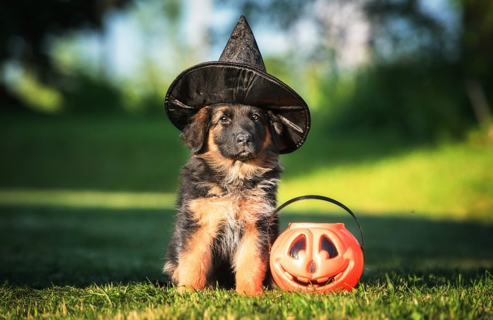 halloween puppy