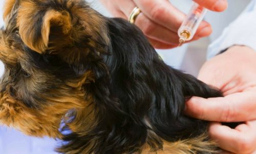 service-puppy-vaccines
