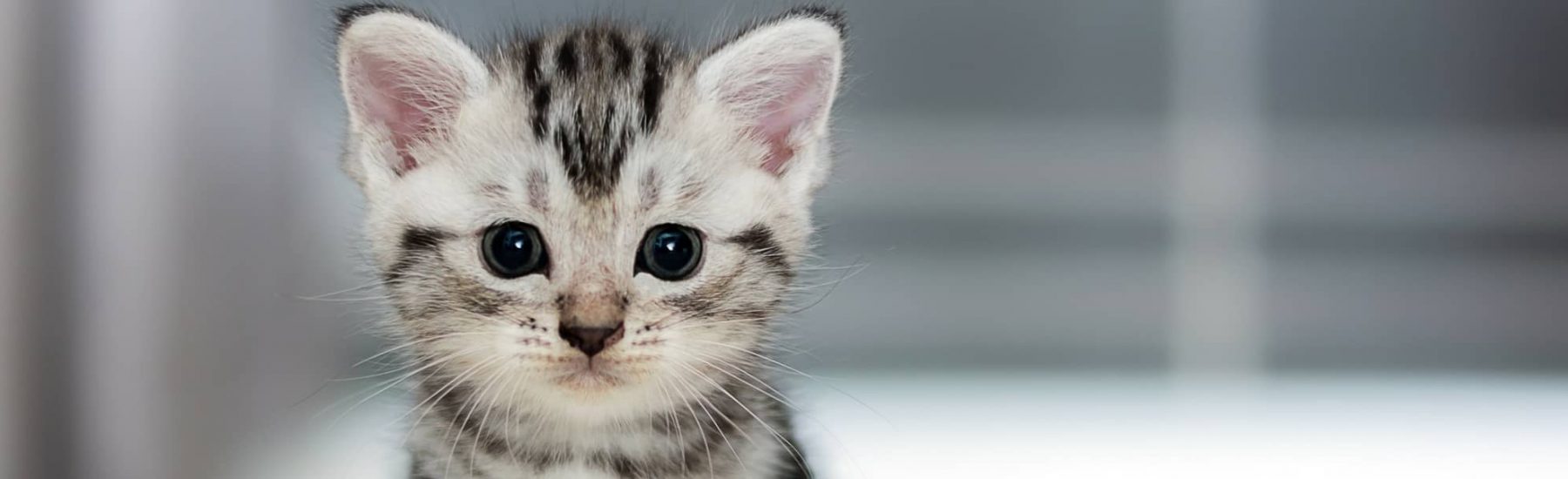catservice-kitty