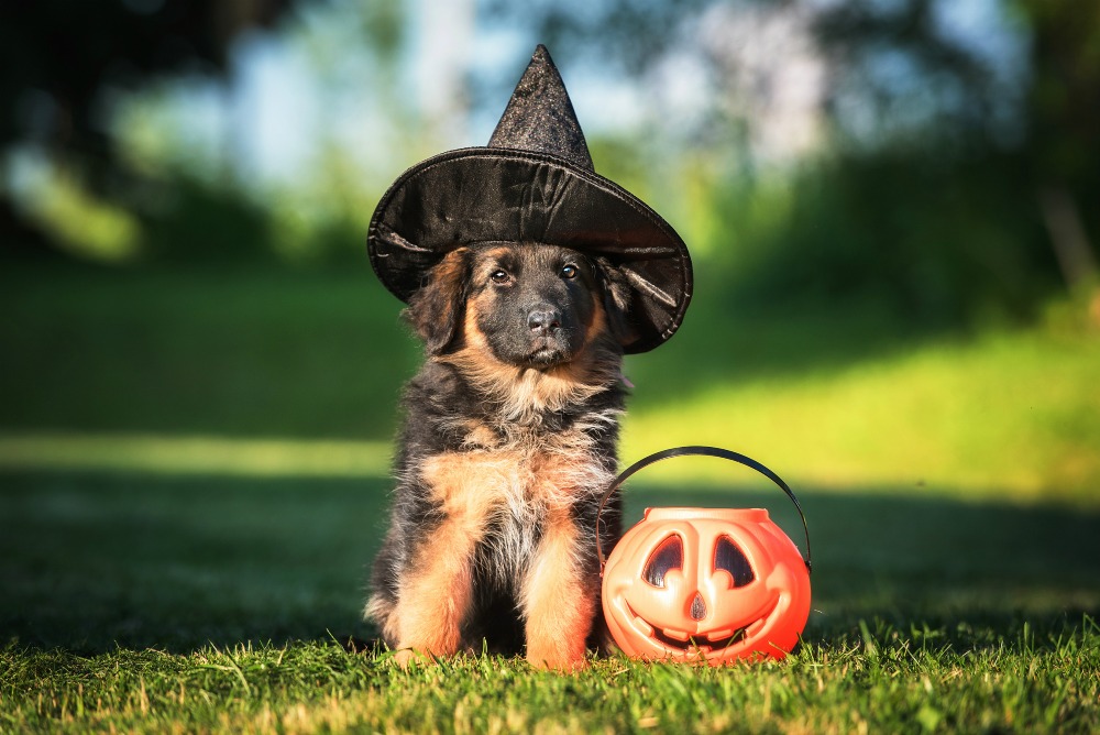 halloween puppy