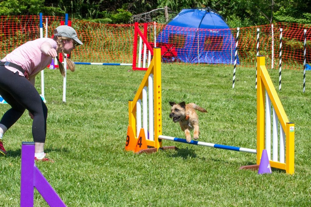 dog agility course